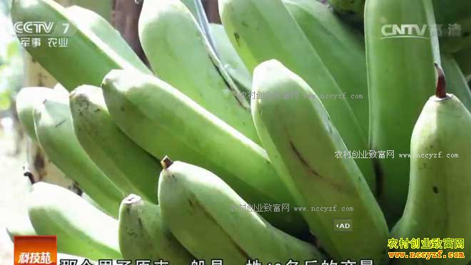 [�Ƽ�Է]�㶫��ݸ����ʮ��̽�������㽶��֢