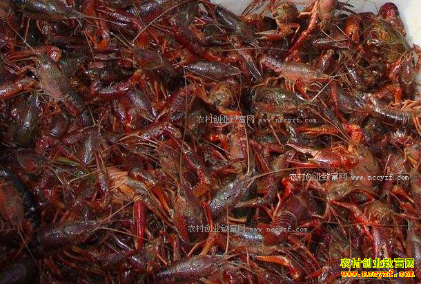 �����Ͼ�С��Ϻ������ǰ С��Ϻ��С�۸��