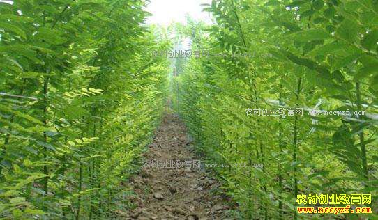 ������ľ�г����飺��ľ��������� �Ƚ�Ч���Բ���