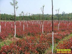 ��ֲ����ľΪʲô������ȥ��