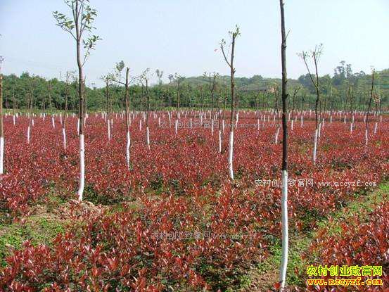 ��ֲ����ľΪʲô������ȥ��