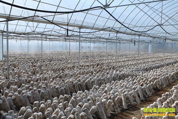 �Ĵ��ո��غ��Էҡ������򸾴�����ֲʳ�þ���׬25��