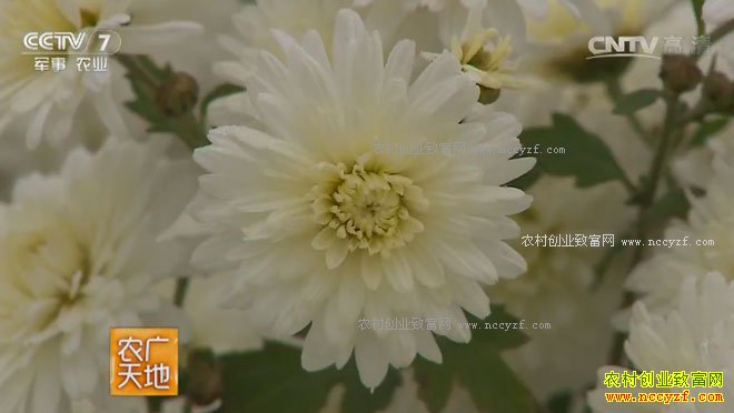 [ũ�����]��յ���ֲ����ӹ� 20170313