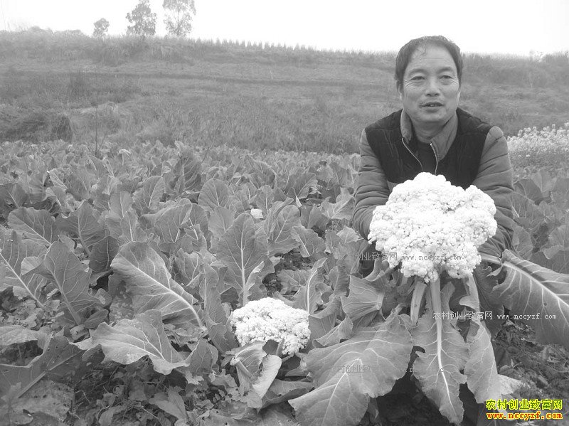 �Ĵ���������ɽ�������߲˴�ҵ ��ְҵ��ũ������һ��