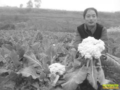 �Ĵ���������ɽ�������߲˴�ҵ ��ְҵ��ũ������һ��