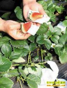 ɽ���ٳ���������ֲ�״���ݮ���ź���