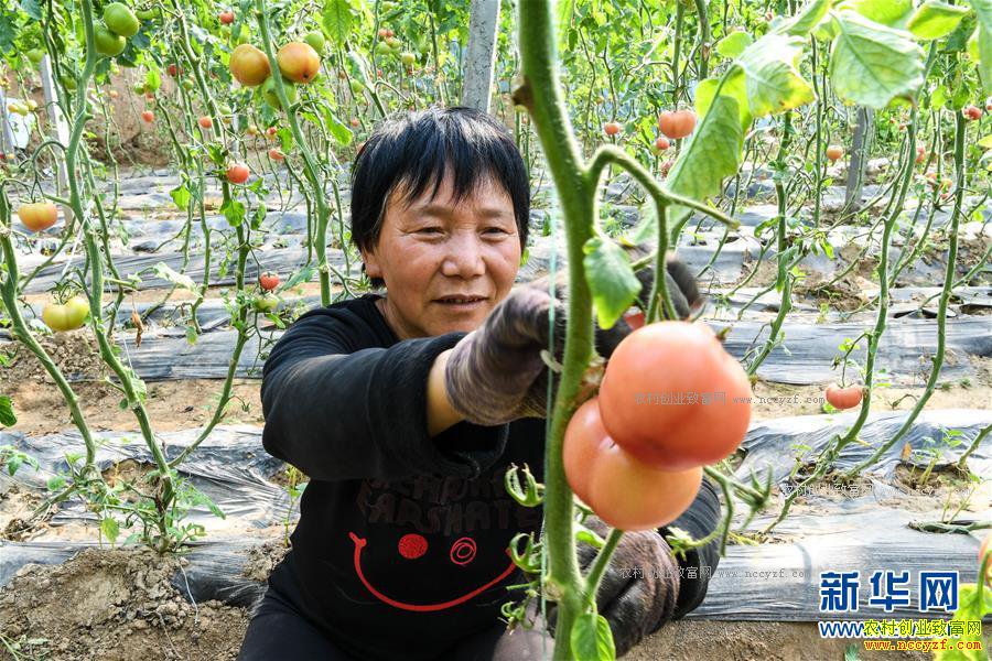 ���������������ַ��ѳ�ũ����ƶ�¸�����Ŀ