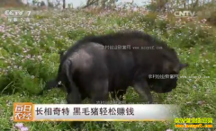 [ÿ��ũ��]�������ص���ɽ��ë������׬Ǯ