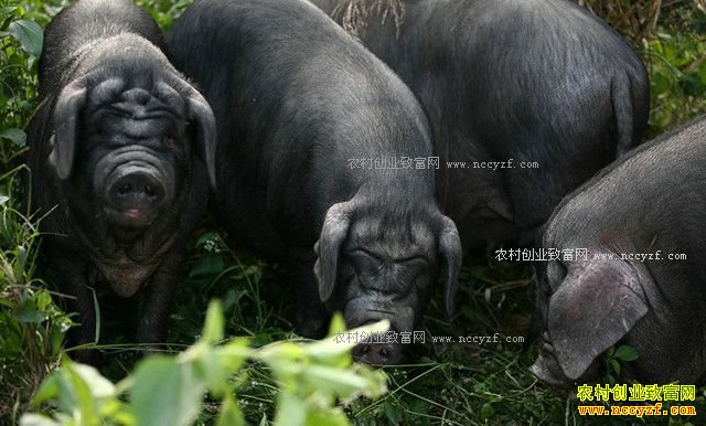 [ũ�����]���Ϻ�����ֳ������Ƶ