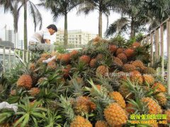 ���ϰ��岤�ܼ۸��ȶ� �չ���1.2-1.3Ԫ/��