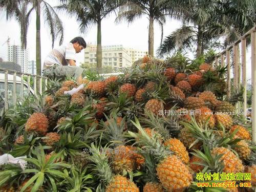 ���ϰ��岤�ܼ۸��ȶ� �չ���1.2-1.3Ԫ/��