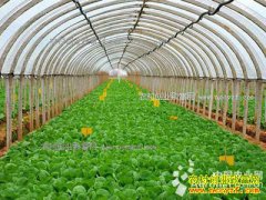 ��������κ���ԡ���СӢ���޷��紴ҵ�ֻ�ƽ̨�ֲ���������50��