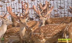 �Ĵ���������������ֳ÷��¹ һֻ��¹��׬10����