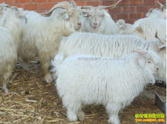 ���������ش�Ӧ����ֳ��ɽ��������׷�����ơ�