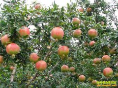 ɽ���Ͳ��ź��޷Ͼɿ�ɽ��ֲ����������ҵ�¸�