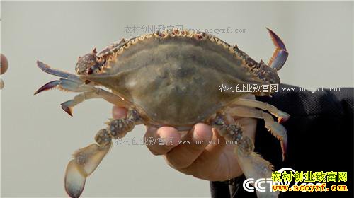 ץס��Сʱ ��������з��Ӳ��(20170315)