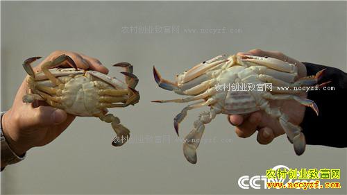 ץס��Сʱ ��������з��Ӳ��(20170315)