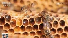 [�Ƽ�Է]��������������Ұ��Ч���