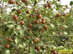 ������͡������Ͳ����ֻƻ���Ч���