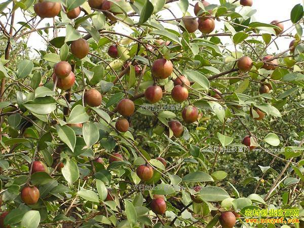 ������͡������Ͳ����ֻƻ���Ч���