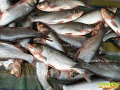 Ķ��800��Ļ��㾫������Ҫ��