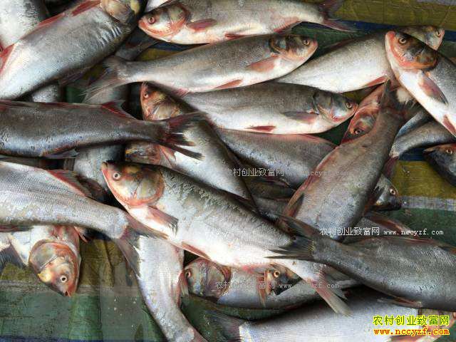 Ķ��800��Ļ��㾫������Ҫ��