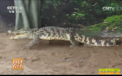 [ÿ��ũ��]����ƽ�Ⱥ��һ�ٶ��������