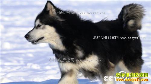 ����С��ץס���ܵĲƸ�(20170316)