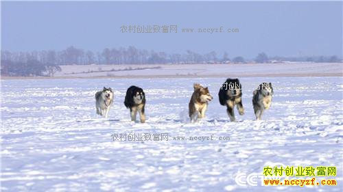 [�¸���]���ֳ�����������ֳѩ��Ȯ��ҵ���¸�