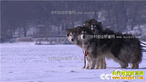 ����С��ץס���ܵĲƸ�(20170316)