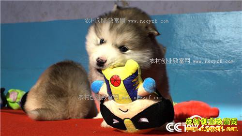 ����С��ץס���ܵĲƸ�(20170316)