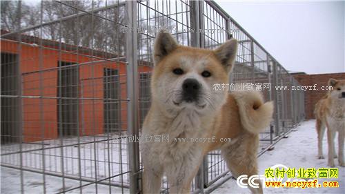 ����С��ץס���ܵĲƸ�(20170316)