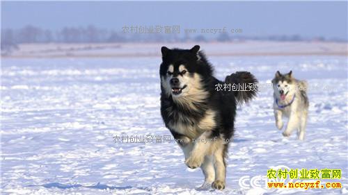 ����С��ץס���ܵĲƸ�(20170316)