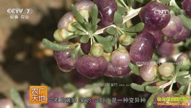 [ũ�����]��轡�ζ������ľ�����ľ�����ֲ�ӹ���Ƶ