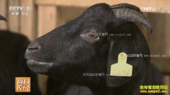 [ÿ��ũ��]�Ĵ������ɷ����������ĸ���ֳЧ���