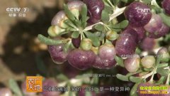 [ũ�����]��轡�ζ������ľ�����ľ�����ֲ�ӹ���Ƶ