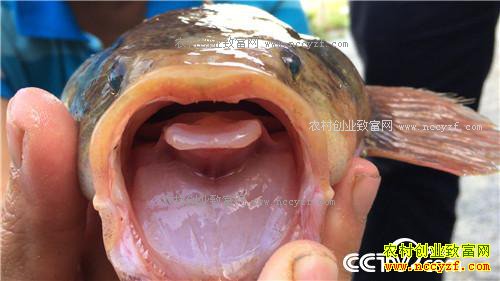 �¸�����ˮ�»ƽ� 5����α�ǧ�� 3��17��