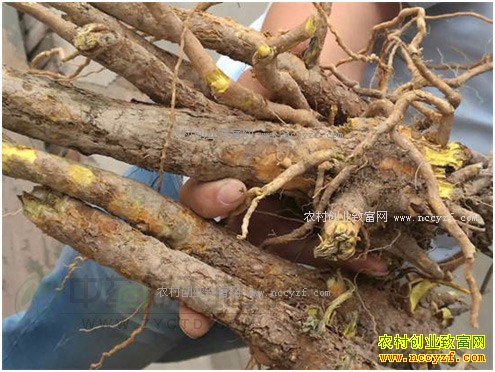 2017����˼۸�Ԥ�⣺���л��������ܷ�������ǣ�