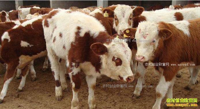 ���ɹ�������ţ���¸� һͷţ����1000��Ԫ