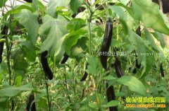 ����ᶼ�ܲ��������Ӽ޽�Ч��� Ķ����1.2�򹫽�