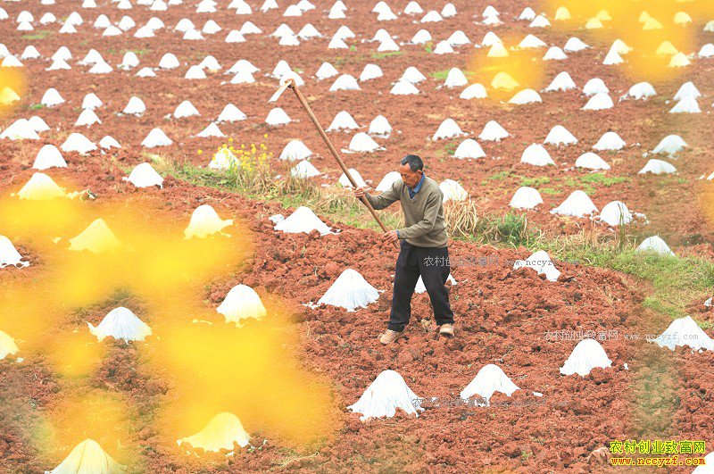 �Ĵ���������������ֲ�۱��Ϲ������3Ķ����2���Ԫ