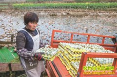 ����ǭ�������˻���ֳ��Ѽ�����¸�·