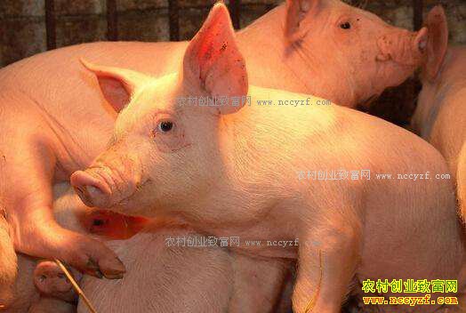 ���������۸�һ·�µ� ����7.2Ԫ/��