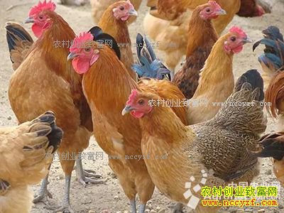 �Ĵ���¤��С��������Ҵ�ҵ��ֳ��ɽ�����¸�