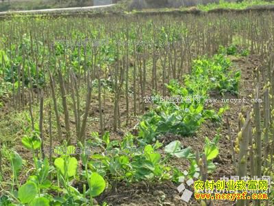 ����ǭ���ں���ɣ԰�����߲�ÿĶ����1000Ԫ����