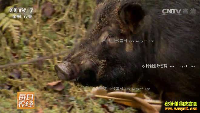 [ÿ��ũ��]�Ĵ����ݣ�ɽ����������ɽ����Ч��