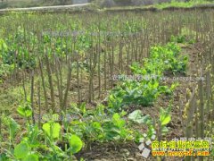 ����ǭ���ں���ɣ԰�����߲�ÿĶ����1000Ԫ����