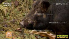 [ÿ��ũ��]�Ĵ����ݣ�ɽ����������ɽ����Ч��