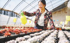 �������ƣ���ֲ���⡰��ĵ��������߳�ũ���¸�����Ŀ