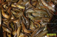 2021��3��7�չ㶫�Ĵ�̨�������磨�������۸�